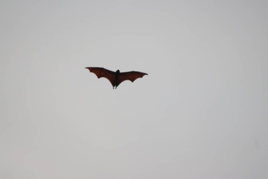 Hundreds of Flying Fox flying over the Temburong Bridge