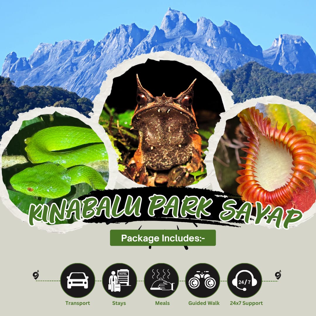 WhatsApp Image 2025-06-04 at 7.00.57 PM Kinabalu Park Sayap