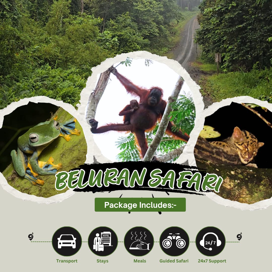 WhatsApp Image 2025-06-04 at 7.00.59 PM Beluran Safari