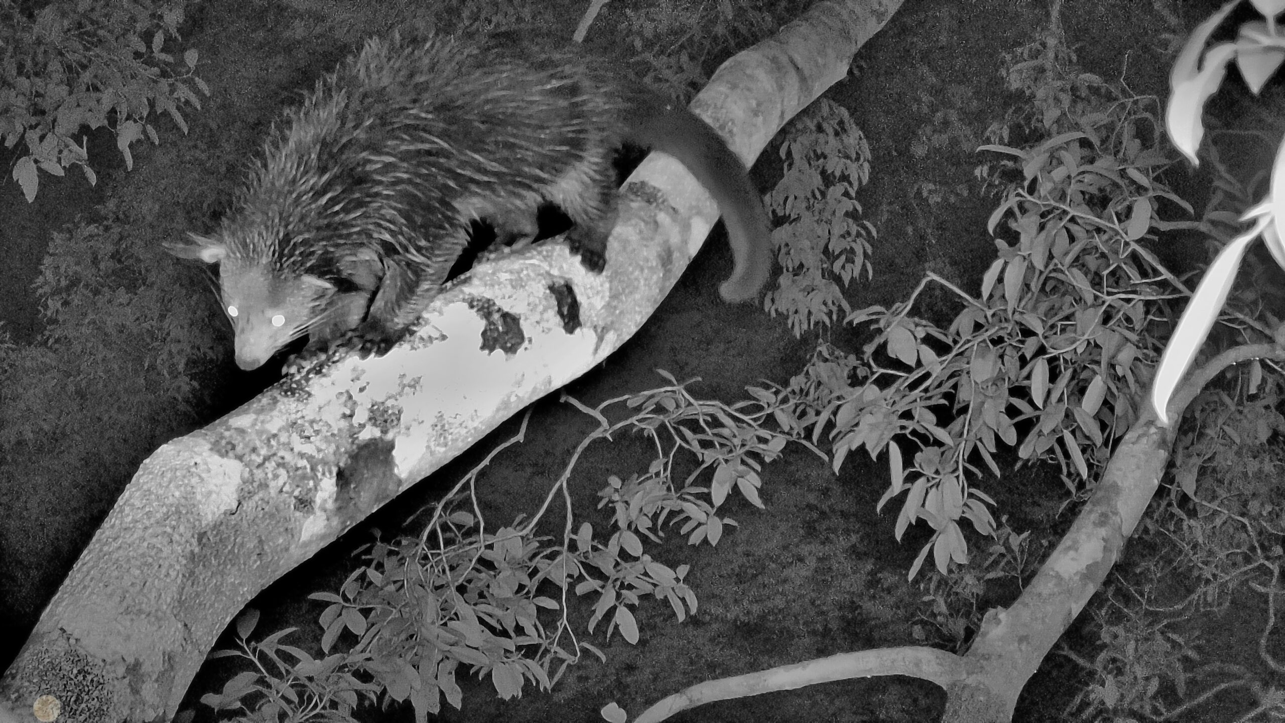 Binturong Binturong